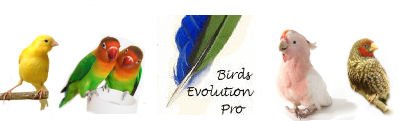 Birds Evolution